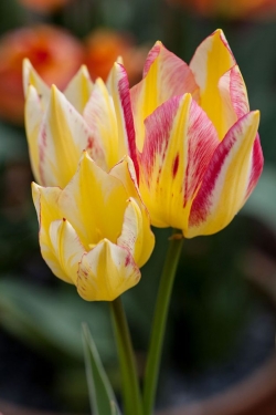 Tulp Antoinette